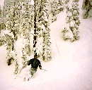Cat skiing (63k)